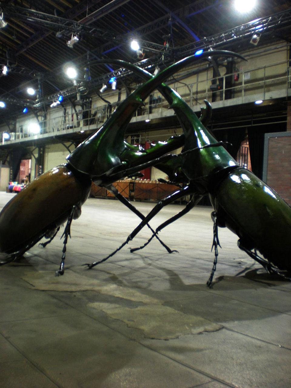scarabee-017.jpg