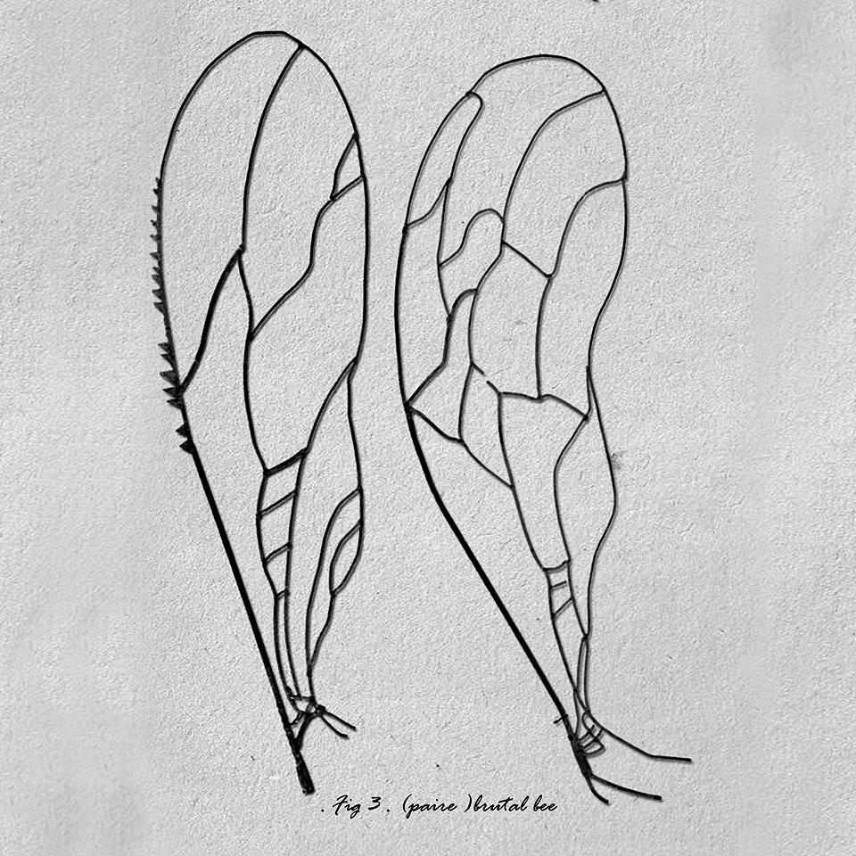 The Wings